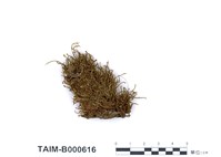 藏品(偏葉澤苔)的圖片